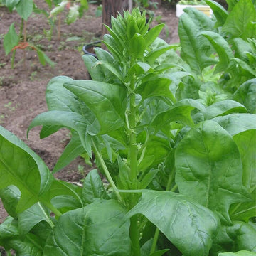 Black Garlic Seeds - Vegetable Plant