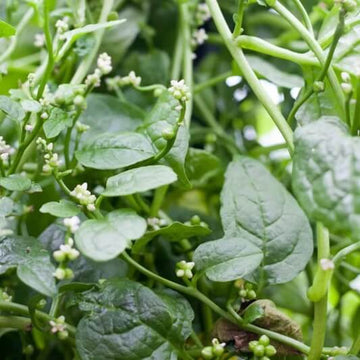 Black Garlic Seeds - Vegetable Plant