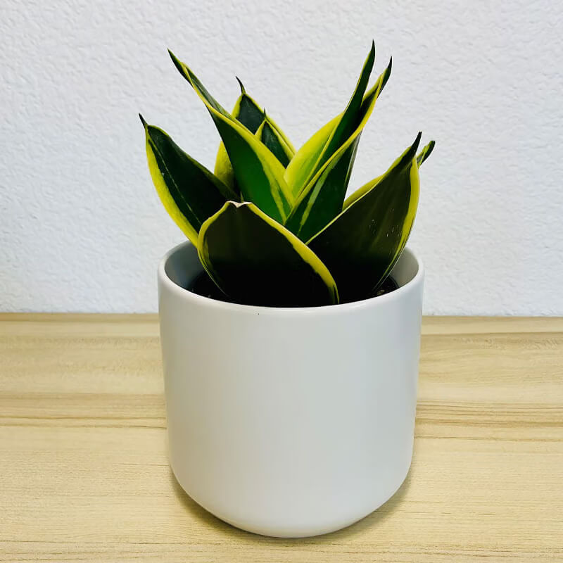 Black Gold Snake Plant Seeds