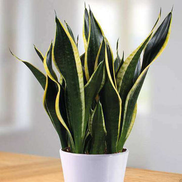 Black Gold Snake Plant Seeds