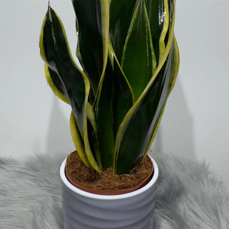 Black Gold Snake Plant Seeds