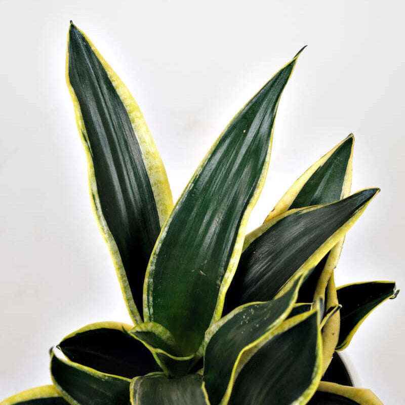 Black Gold Snake Plant Seeds
