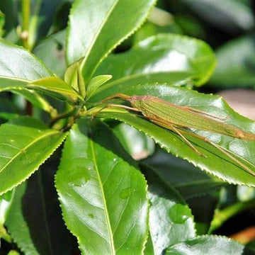 Black & Green Drinking Tea Camellia Sinensis Seeds - Herbal Plant