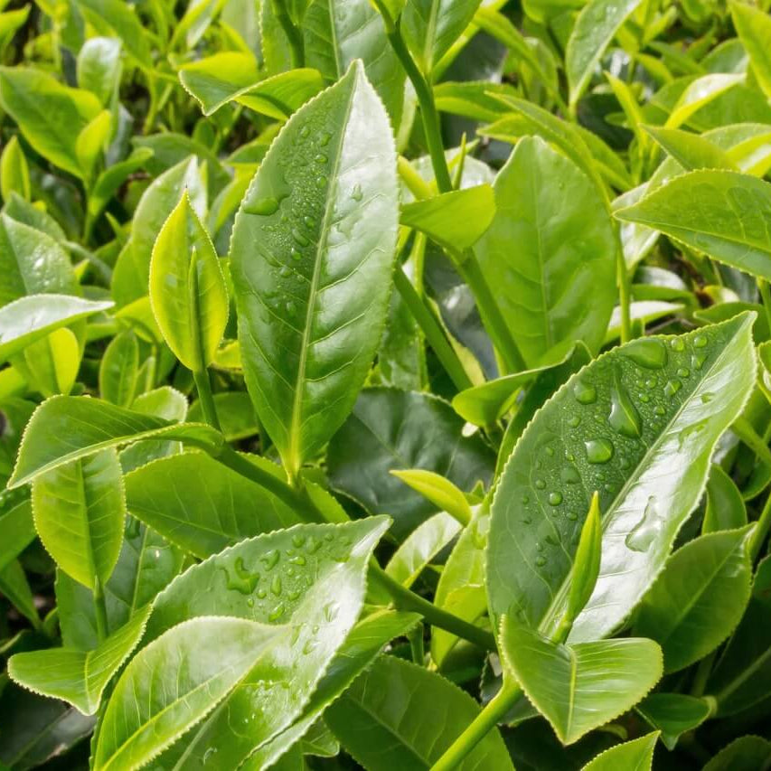 Black & Green Drinking Tea Camellia Sinensis Seeds - Herbal Plant