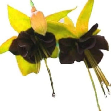 Black Green Fuchsia Seeds