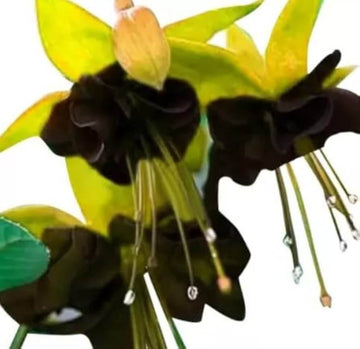 Black Green Fuchsia Seeds