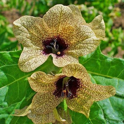Black Henbane Seeds
