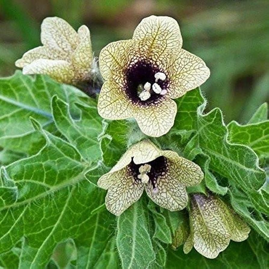 Black Henbane Seeds

