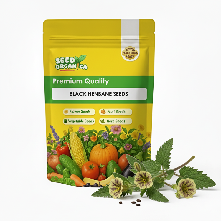 Black Henbane Seeds