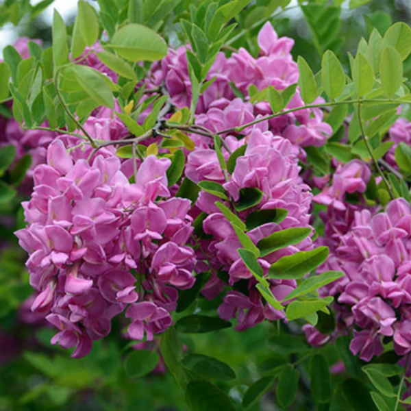 Black Locust Seeds – Purple Bloom
