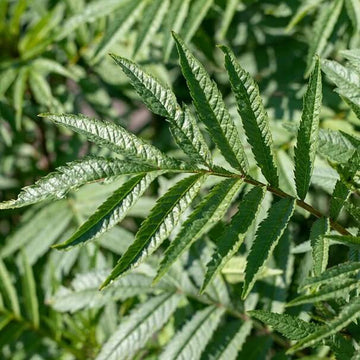 Black Mint Seeds - Herbal Plant