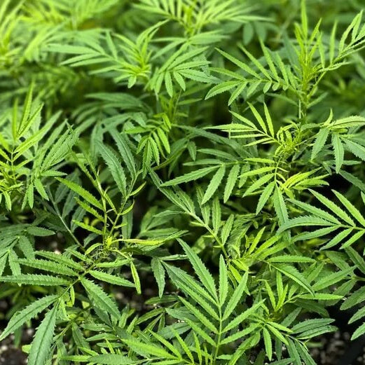 Black Mint Seeds - Herbal Plant