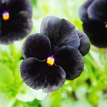 Black Mix Pansy Seeds – Fragrant Heirloom, GMO-Free
