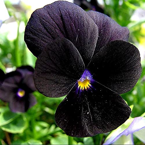 Black Mix Pansy Seeds – Fragrant Heirloom, GMO-Free
