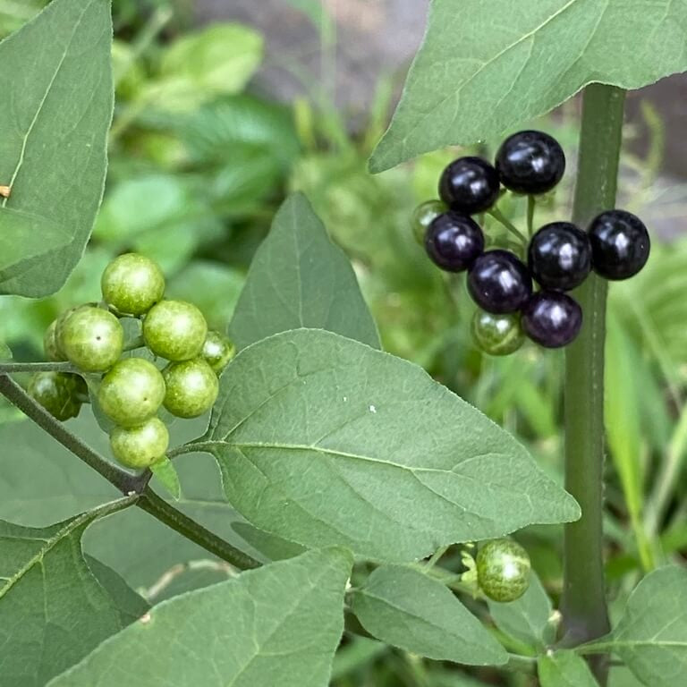 Black Nightshade Hierba Mora Seeds - Herbal Plant