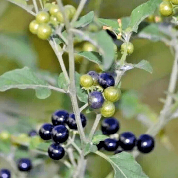 Black Nightshade Hierba Mora Seeds - Herbal Plant
