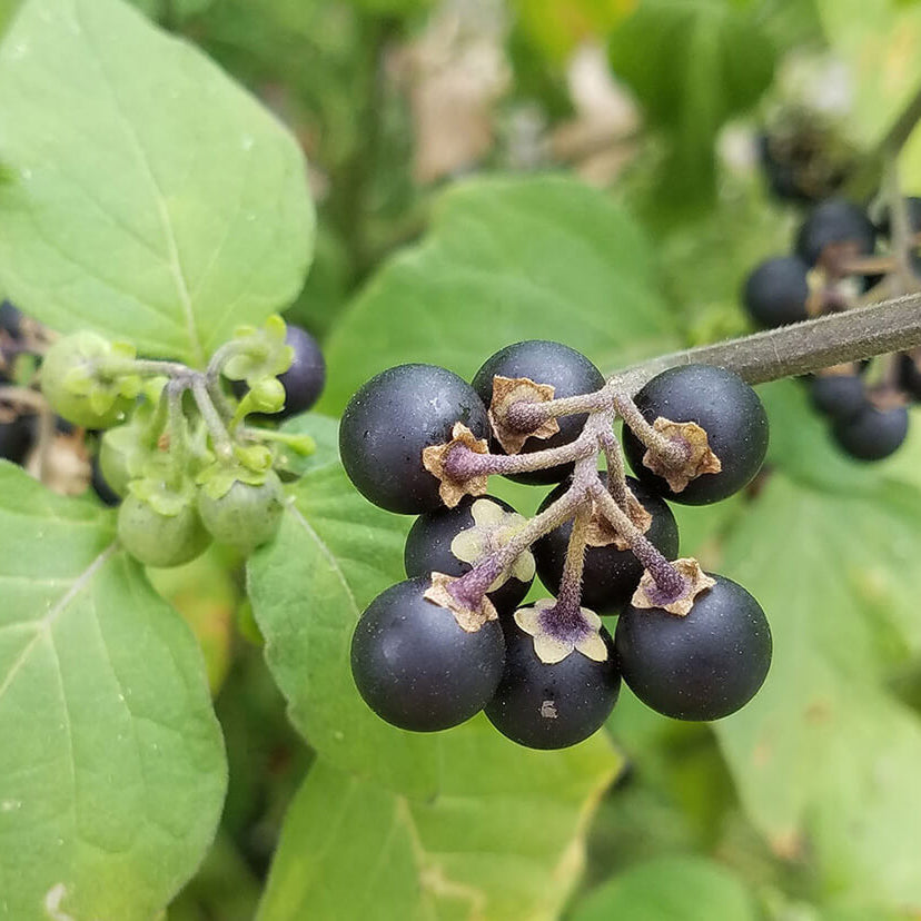 Black Nightshade Hierba Mora Seeds - Herbal Plant