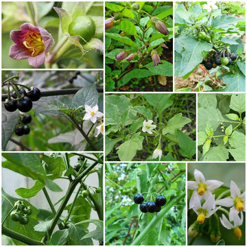Black Nightshade Seeds - All In One For Home Gardens