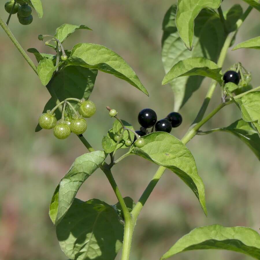 Black Nightshade Seeds - All In One For Home Gardens