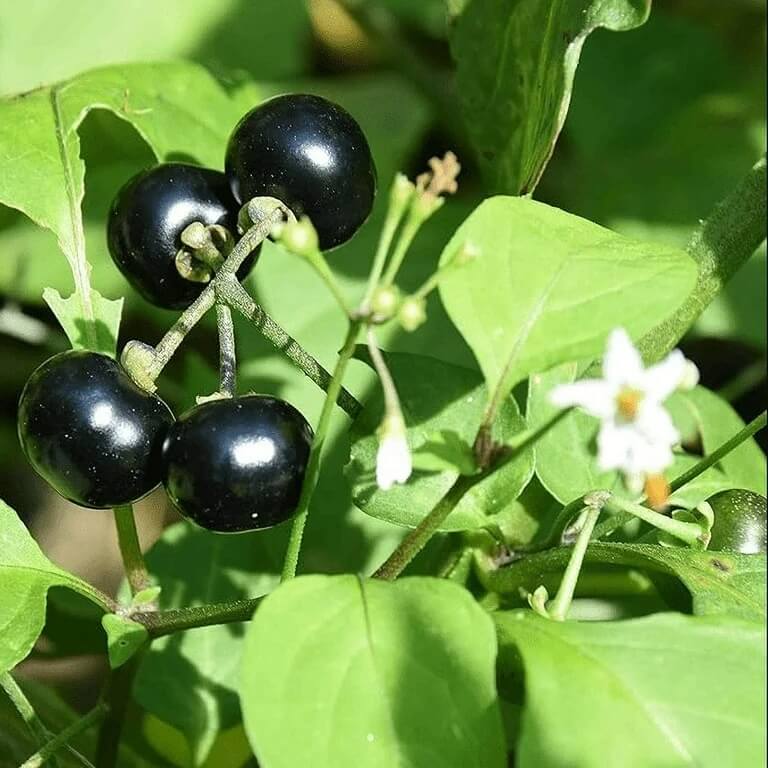 Black Nightshade Seeds - All In One For Home Gardens