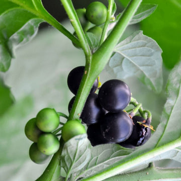 Black Nightshade Seeds – Solanum Nigrum
