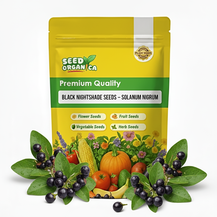 Black Nightshade Seeds – Solanum Nigrum