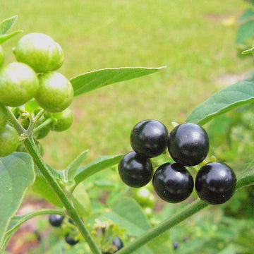 Black Nightshade Seeds – Solanum Nigrum
