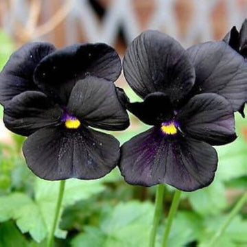 Black Pansy Seeds – Easy Collection
