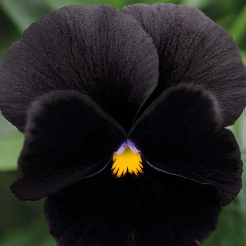 Black Pansy Seeds – Halloween
