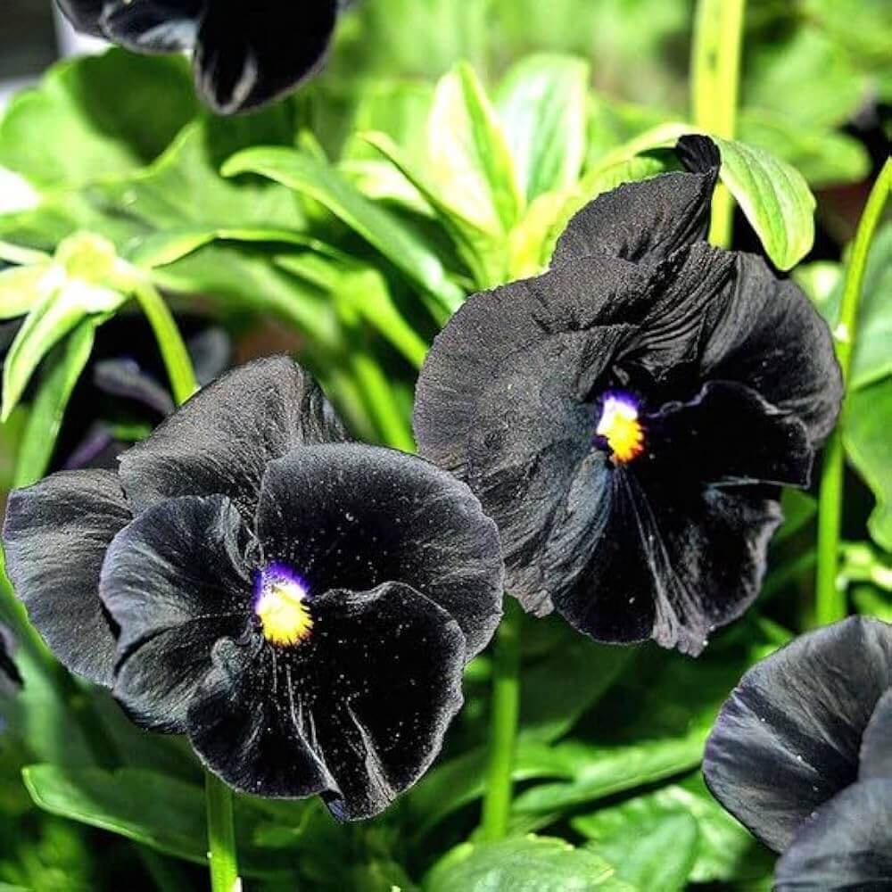 Black Pansy Seeds – Halloween
