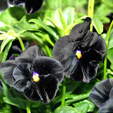 Black Pansy Seeds – Heirloom, Cut Flower Favorite, Non-GMO
