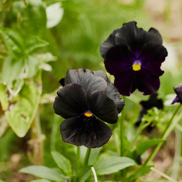 Black Pansy Seeds – Drought Tolerant, Heirloom & GMO-Free
