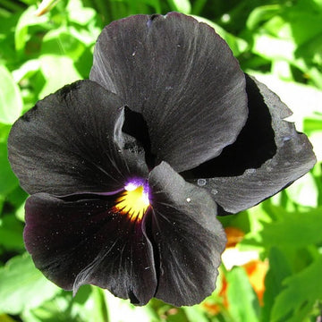 Black Pansy Seeds – Drought Tolerant, Heirloom & GMO-Free
