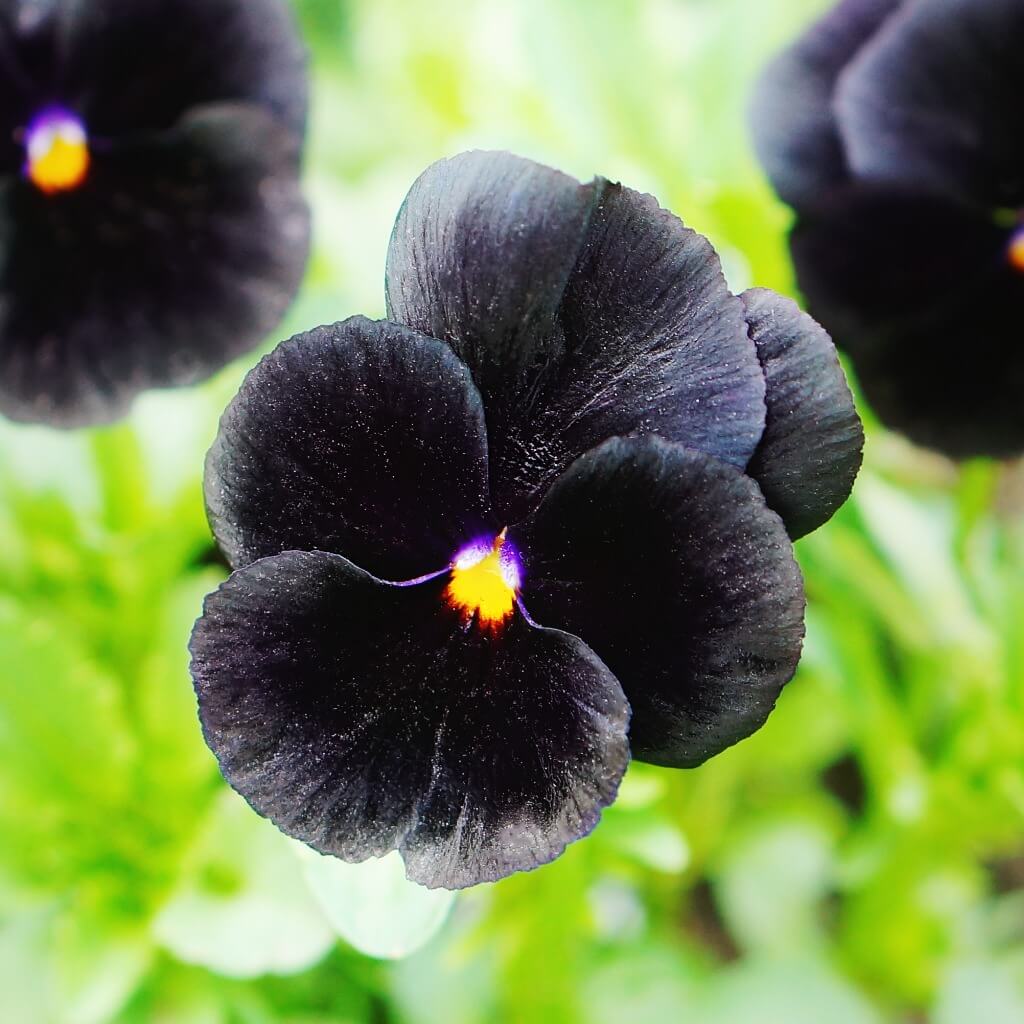 Black Pansy Seeds – Easy Collection
