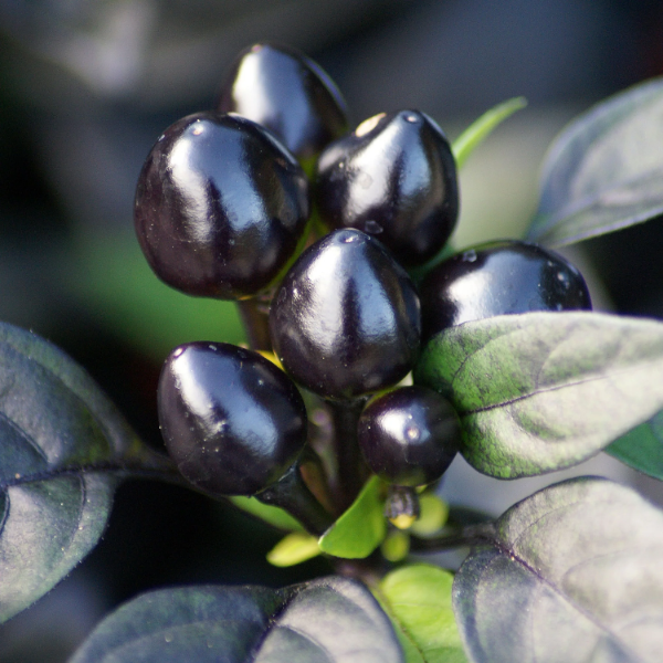 Black Pearl Pepper Seeds
