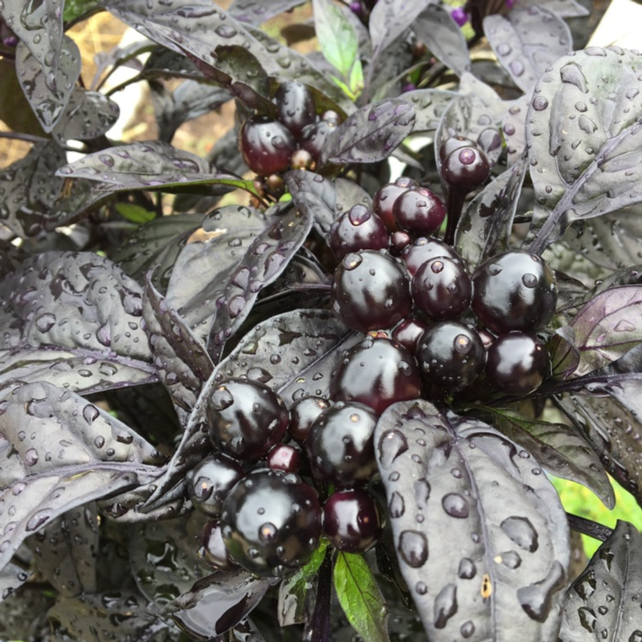 Black Pearl Pepper Seeds
