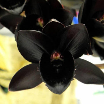 Black Phalaenopsis Orchid Seeds - Flower Plant