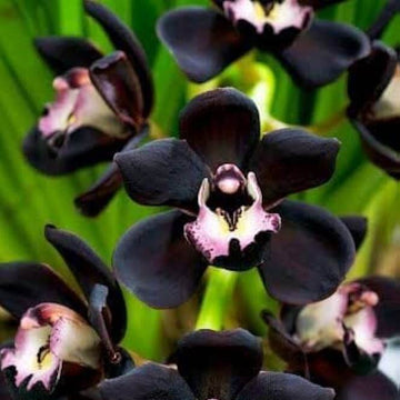 Black Phalaenopsis Orchid Seeds - Flower Plant