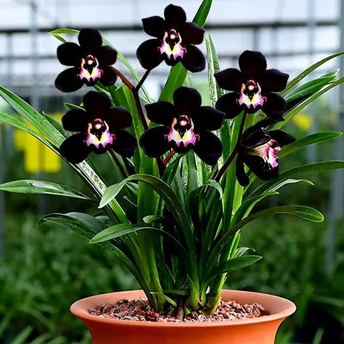 Black Phalaenopsis Orchid Seeds - Flower Plant
