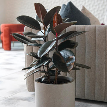 Black Prince Rubber Plant Seeds