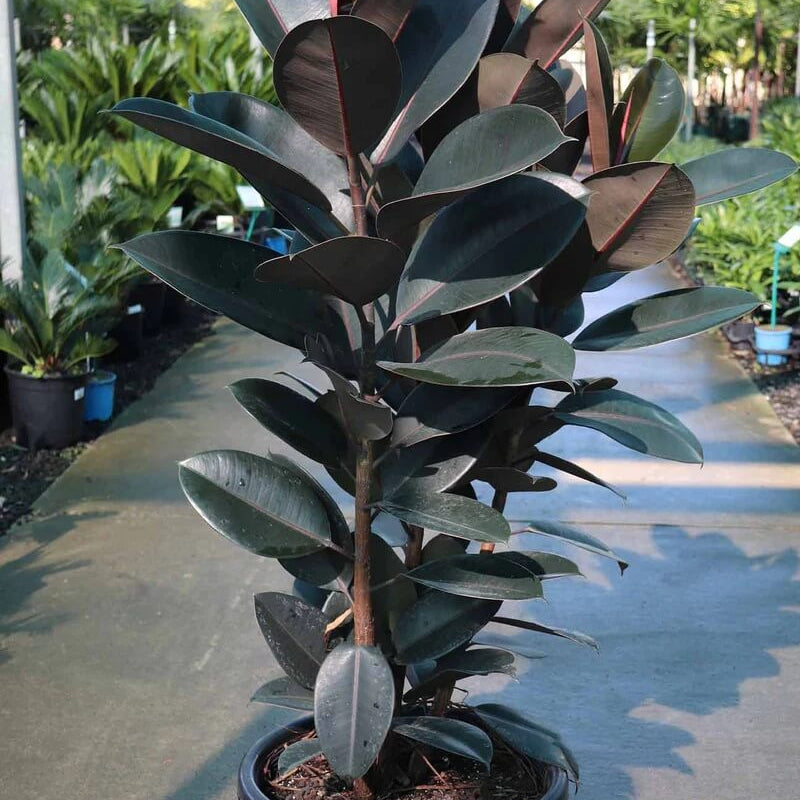 Black Prince Rubber Plant Seeds