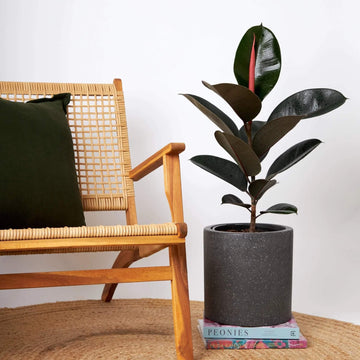 Black Prince Rubber Plant Seeds