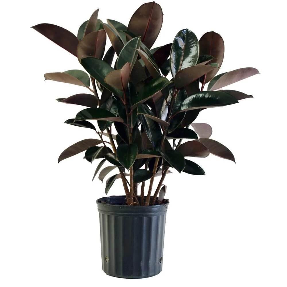 Black Prince Rubber Plant Seeds