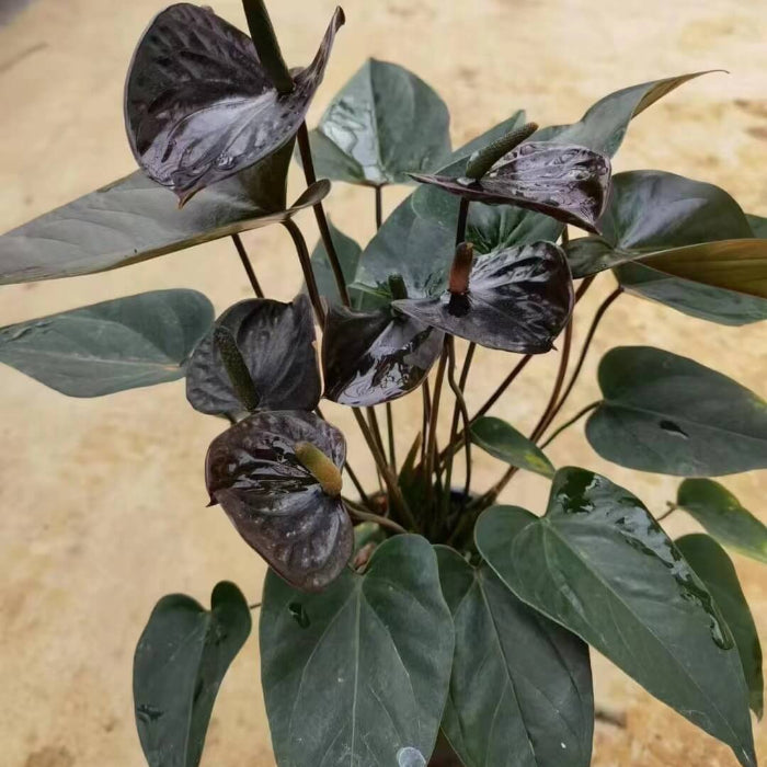 Black Queen Pink anthurium Seeds