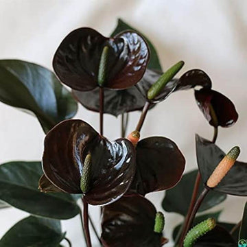 Black Queen Pink anthurium Seeds