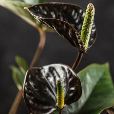Black Queen Pink anthurium Seeds