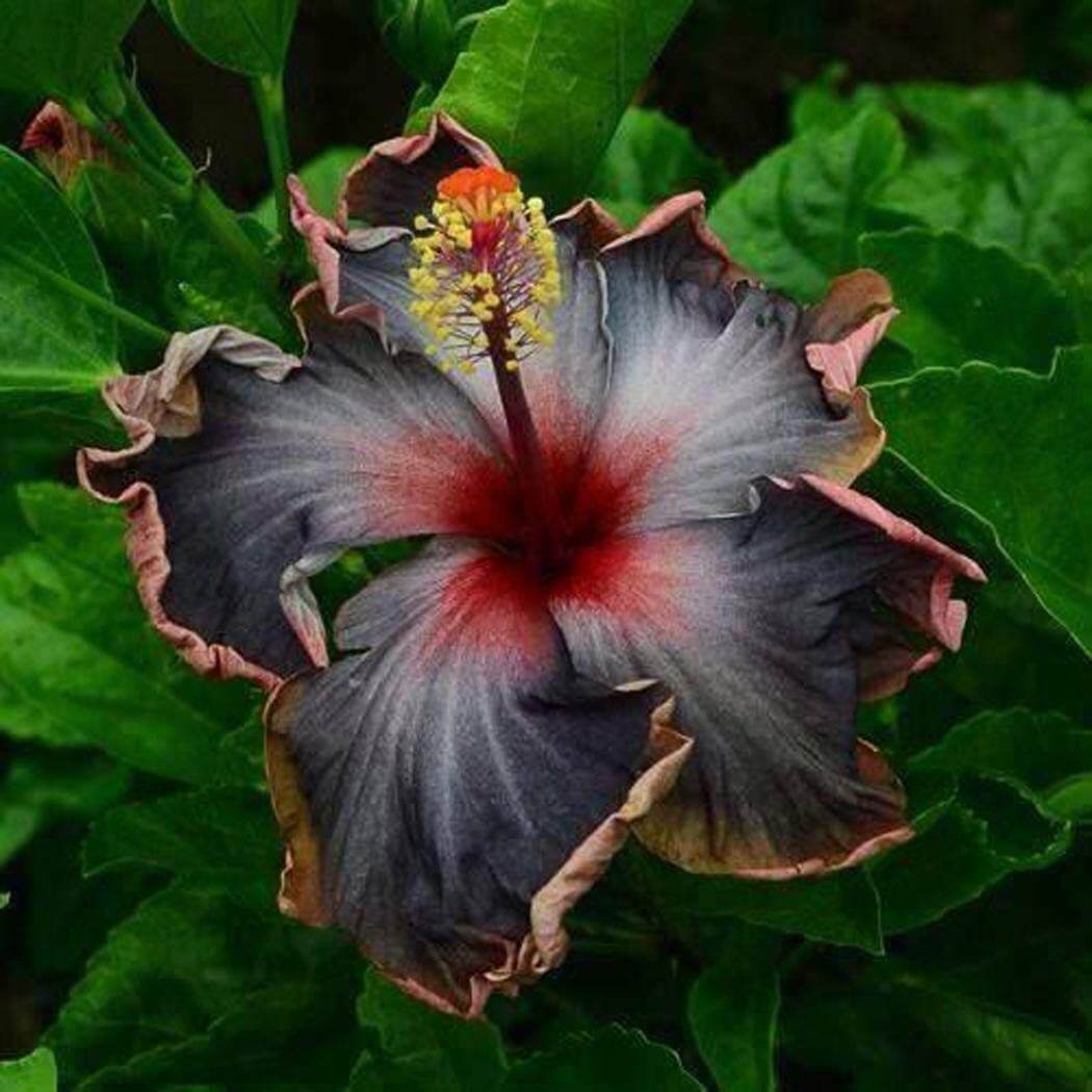 Black Rainbow Hibiscus Seeds - Flower Plant 