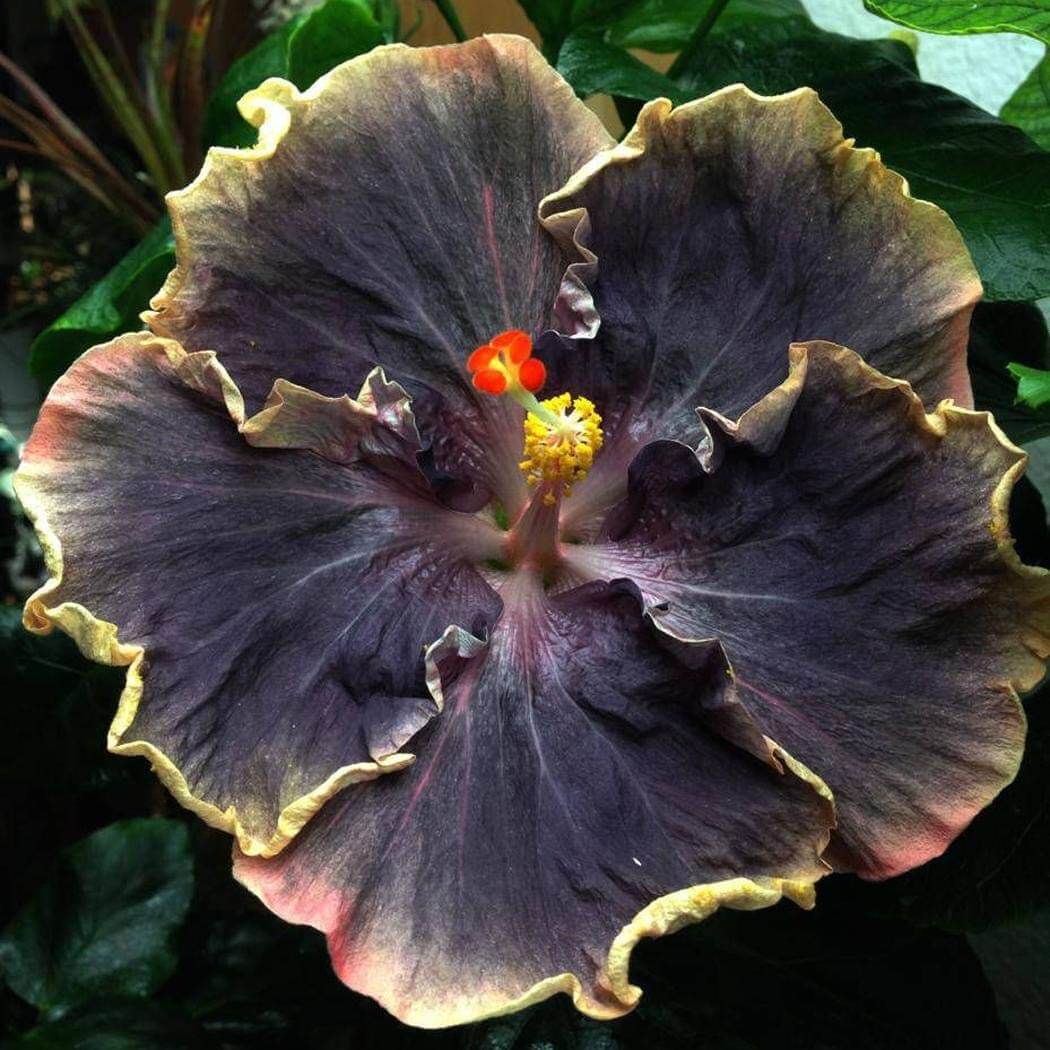 Black Rainbow Hibiscus Seeds - Flower Plant 