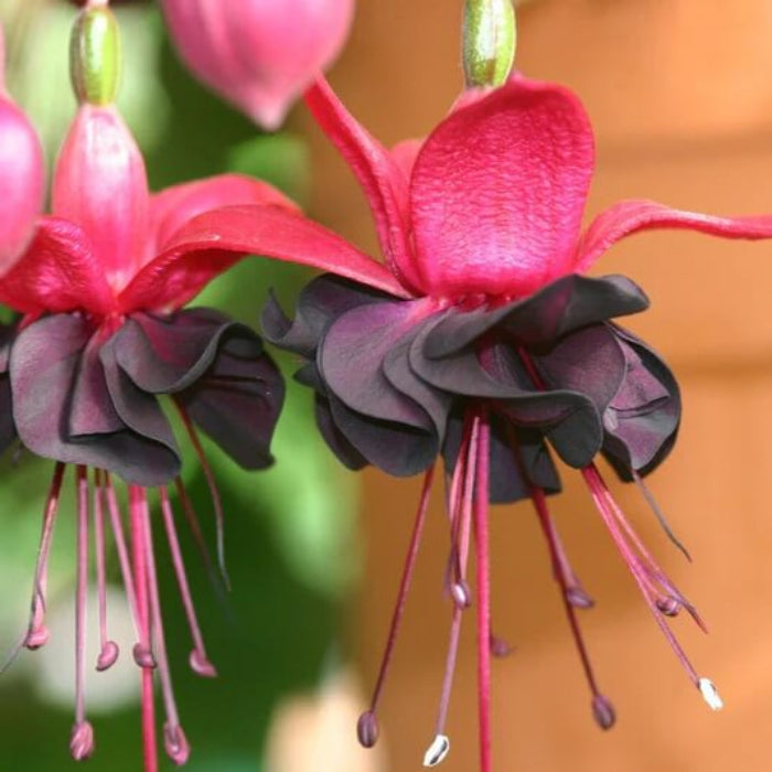 Black Red Fuchsia Flower Seeds