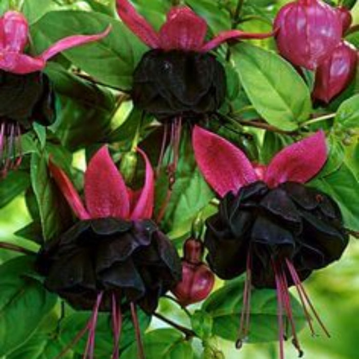Black Red Fuchsia Flower Seeds
